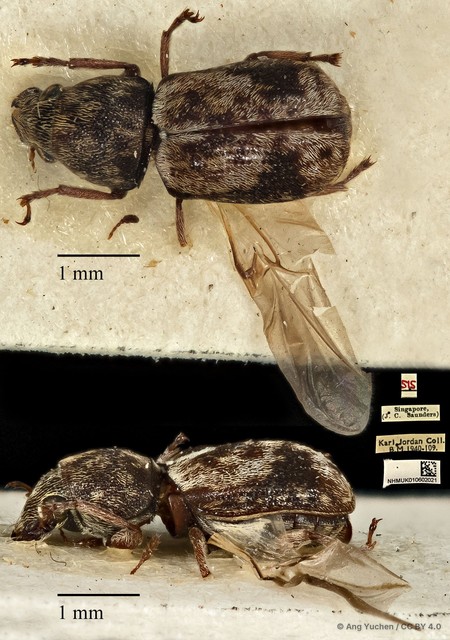Autotropis modesta•&copy; Ang Yuchen•CC BY 4.0
