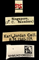 Autotropis modesta•All Rights ReservedMuseum Label