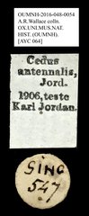 Cedus antennalis•All Rights ReservedMuseum Label