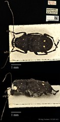 Cedus camelinus•&copy; Ang Yuchen•CC BY 4.0