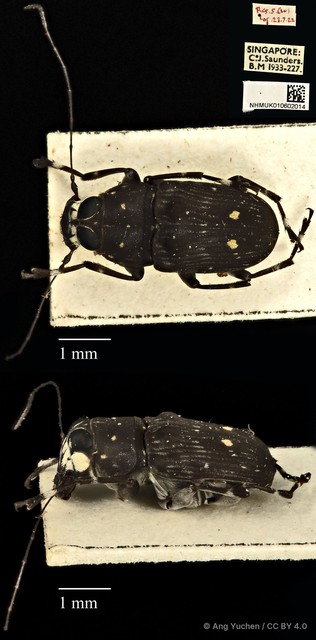 Cedus camelinus•&copy; Ang Yuchen•CC BY 4.0