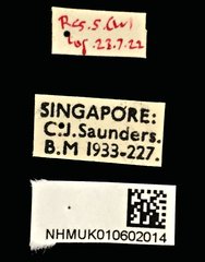 Cedus camelinus•All Rights ReservedMuseum Label