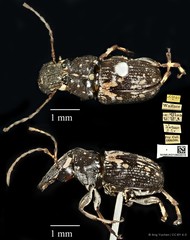 Cedus cephalotes•&copy; Ang Yuchen•CC BY 4.0
