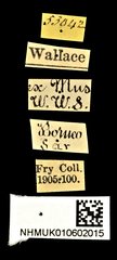 Cedus cephalotes•All Rights ReservedMuseum Label