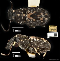 Cedus cephalotes•&copy; Ang Yuchen•CC BY 4.0