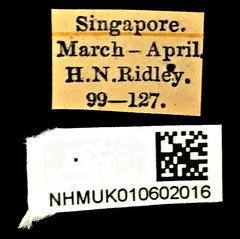 Cedus cephalotes•All Rights ReservedMuseum Label