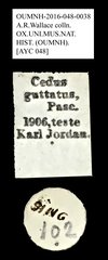 Cedus guttatus•All Rights ReservedMuseum Label