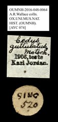 Cedus guttulatus•All Rights ReservedMuseum Label