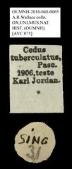 Cedus tuberculatus•All Rights ReservedMuseum Label