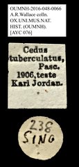 Cedus tuberculatus•All Rights ReservedMuseum Label