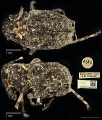 Cedus tuberculatus•&copy; Ang Yuchen•CC BY 4.0