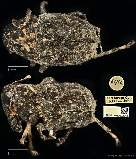 Cedus tuberculatus•&copy; Ang Yuchen•CC BY 4.0