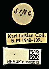 Cedus tuberculatus•All Rights ReservedMuseum Label