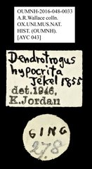 Dendropemon hypocrita•All Rights ReservedMuseum Label