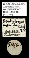 Dendropemon hypocrita•All Rights ReservedMuseum Label