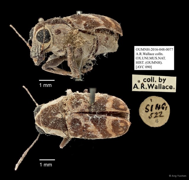 Echotropis sp. "AYC 090"•&copy; Ang Yuchen•All Rights Reserved