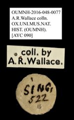 Echotropis sp. "AYC 090"•All Rights ReservedMuseum Label