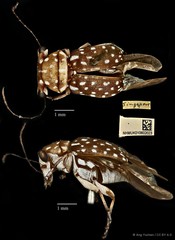 Exechesops wollastoni•&copy; Ang Yuchen•CC BY 4.0