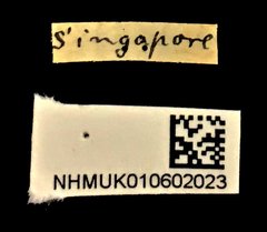Exechesops wollastoni•All Rights ReservedMuseum Label
