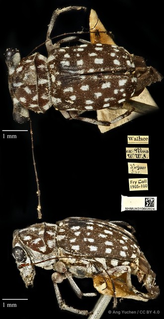 Exechesops wollastoni•&copy; Ang Yuchen•CC BY 4.0