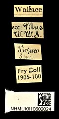 Exechesops wollastoni•All Rights ReservedMuseum Label