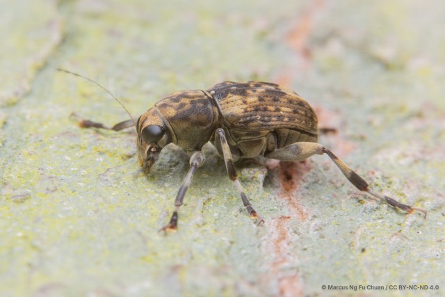 Habrissus omadioides•&copy; Marcus Ng Fu Chuan•CC BY-NC-ND 4.0