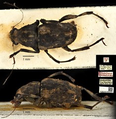 Habrissus omadioides•&copy; Ang Yuchen•CC BY 4.0