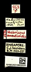 Habrissus omadioides•All Rights ReservedMuseum Label