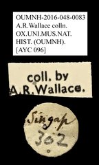 Habrissus ramosus•All Rights ReservedMuseum Label