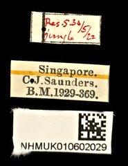 Hucus dives•All Rights ReservedMuseum Label