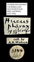 Hucus pharax•All Rights ReservedMuseum Label