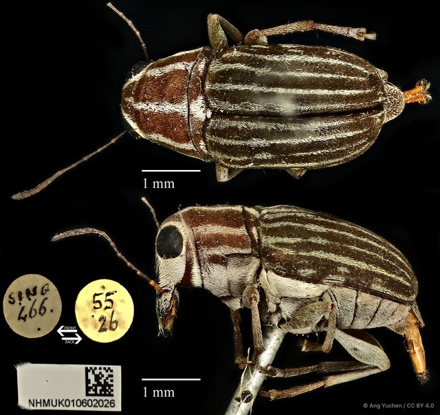 Hucus pharax•&copy; Ang Yuchen•CC BY 4.0