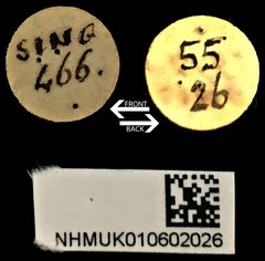 Hucus pharax•All Rights ReservedMuseum Label