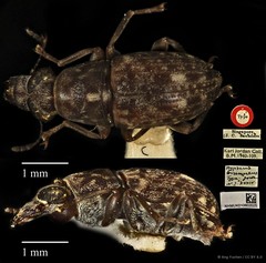 Hypseus brunneus•&copy; Ang Yuchen•CC BY 4.0