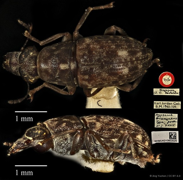 Hypseus brunneus•&copy; Ang Yuchen•CC BY 4.0