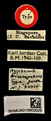 Hypseus brunneus•All Rights ReservedMuseum Label