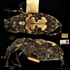 Litocerus dorsalis•&copy; Ang Yuchen•CC BY 4.0