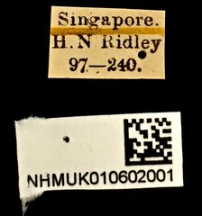 Litocerus dorsalis•All Rights ReservedMuseum Label