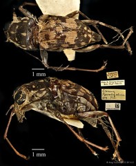 Litocerus figuratus•&copy; Ang Yuchen•CC BY 4.0