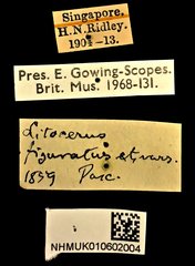 Litocerus figuratus•All Rights ReservedMuseum Label