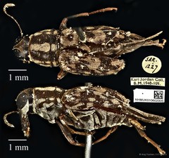 Litocerus figuratus•&copy; Ang Yuchen•CC BY 4.0