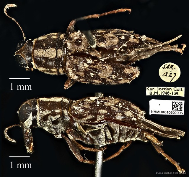 Litocerus figuratus•&copy; Ang Yuchen•CC BY 4.0