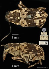 Litocerus histrio•&copy; Ang Yuchen•CC BY 4.0