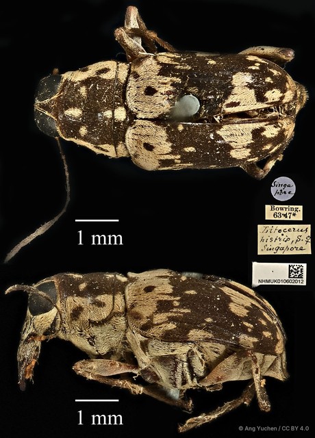 Litocerus histrio•&copy; Ang Yuchen•CC BY 4.0