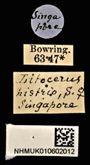 Litocerus histrio•All Rights ReservedMuseum Label