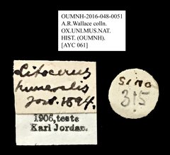 Litocerus humeralis•All Rights ReservedMuseum Label