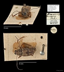 Litocerus miles•&copy; Ang Yuchen•All Rights Reserved