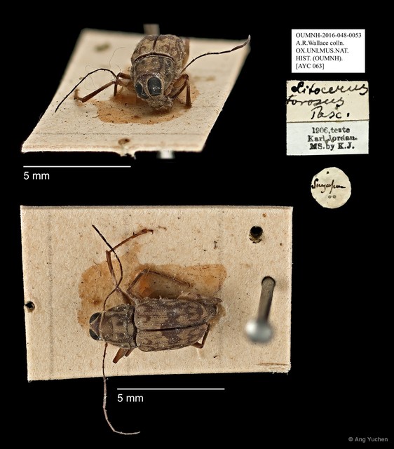 Litocerus miles•&copy; Ang Yuchen•All Rights Reserved