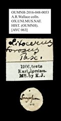 Litocerus miles•All Rights ReservedMuseum Label