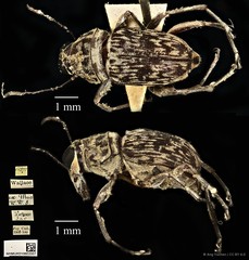 Litocerus nigritarsis•&copy; Ang Yuchen•CC BY 4.0